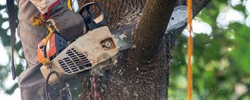 Best Tree and Shrub Care  in Marietta, OK