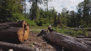 Best Tree Removal  in Marietta, OK