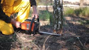 Best Fruit Tree Pruning  in Marietta, OK
