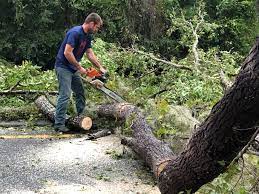 Best Tree Maintenance Programs  in Marietta, OK