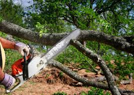 Best Hedge Trimming  in Marietta, OK