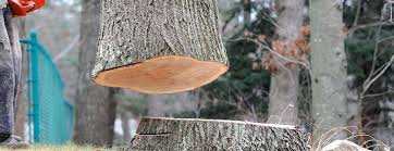 Best Emergency Tree Removal  in Marietta, OK