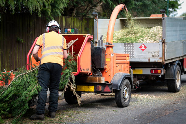 Best Palm Tree Trimming  in Marietta, OK
