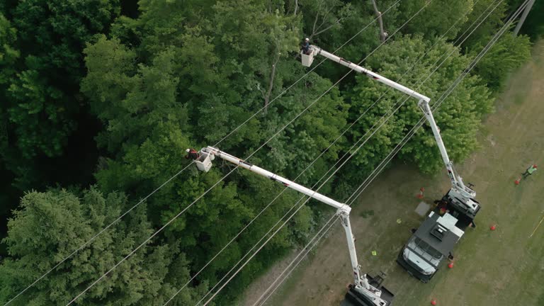 How Our Tree Care Process Works  in  Marietta, OK