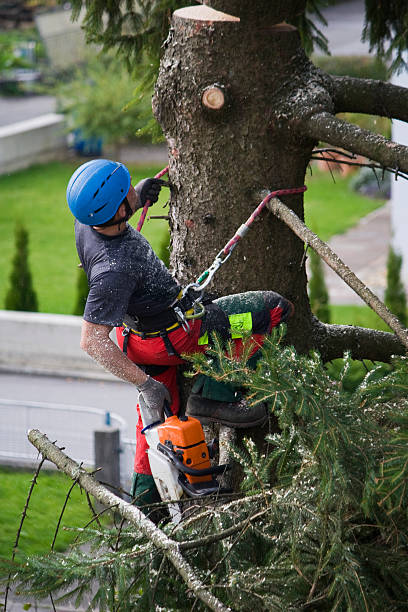 Marietta, OK Tree Services Company